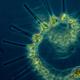 Illustration for article titled These nearly-invisible sea creatures fill the oceans with stellar beauty